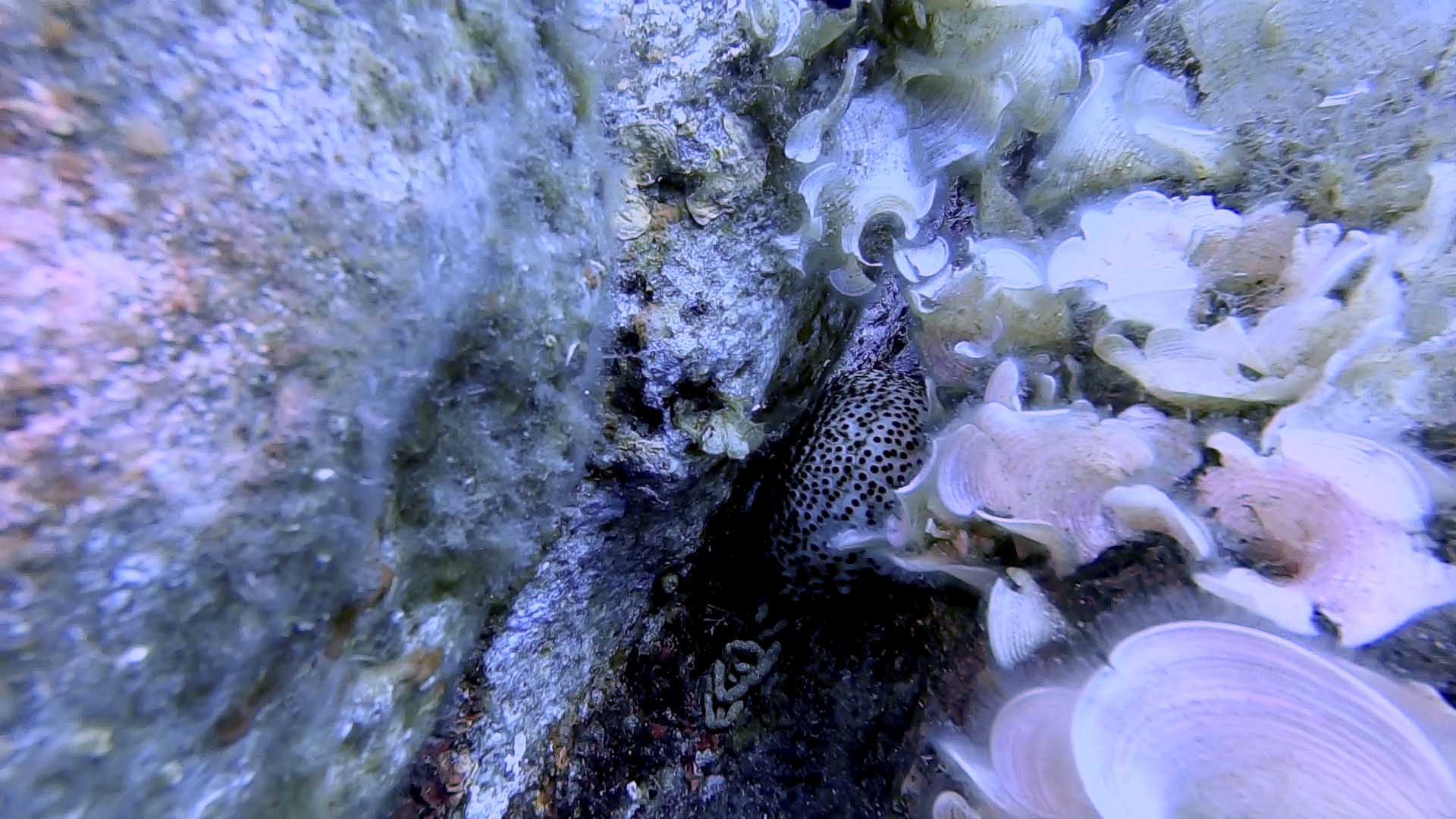 oloturia nascosta